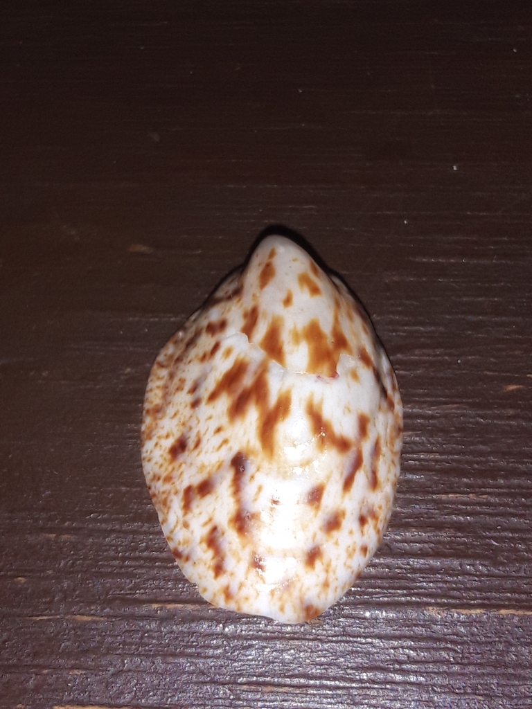 Crepidula arenata