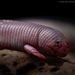 Four-toed Worm Lizard - Photo (c) Juan Ma Contortrix, some rights reserved (CC BY-NC), uploaded by Juan Ma Contortrix