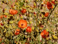 Sphaeralcea laxa