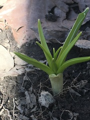 Hyacinthus orientalis