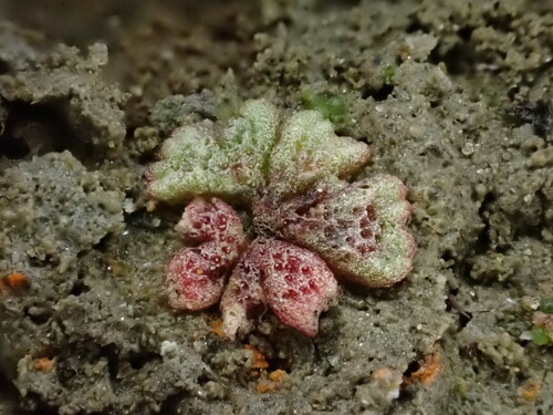 Image of Frost's Crystalwort (Riccia frostii) by (c) Chris Fluit, some rights reserved (CC BY)