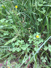 Oxalis