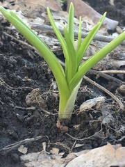 Hyacinthus orientalis