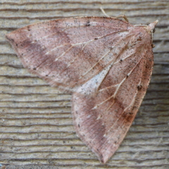 Thallophaga hyperborea