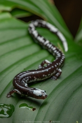 Los Diamantes Worm Salamander photo 3