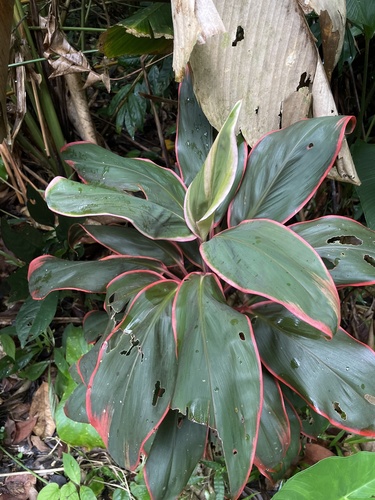 Cordyline fruticosa