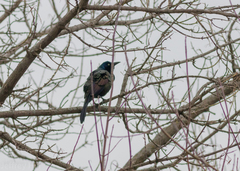 Quiscalus quiscula versicolor
