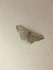 Idaea costiguttata