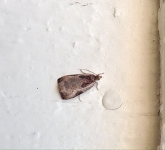 Olethreutes punctanum