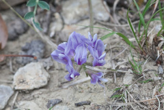 Astragalus lotiflorus