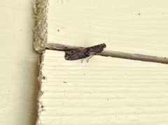 Sciota subcaesiella