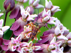 Typocerus velutinus