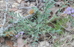 Astragalus lotiflorus