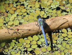 Erythemis simplicicollis image