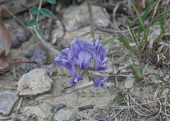Astragalus lotiflorus