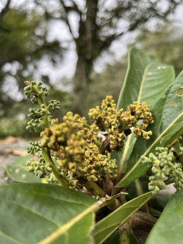 Aniba robusta, photograph 4