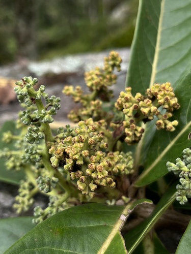 Aniba robusta, photograph 5