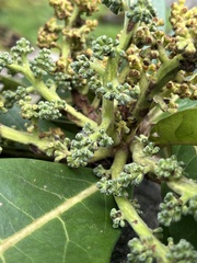 Aniba robusta, photograph (c) Nicolás Baresch Uribe, some rights reserved (CC BY)