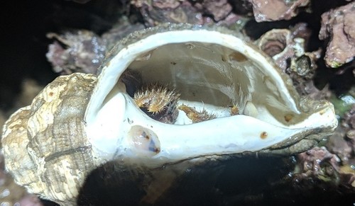 Pagurus kennerlyi