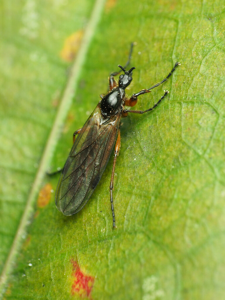 dark Autumn Bibio