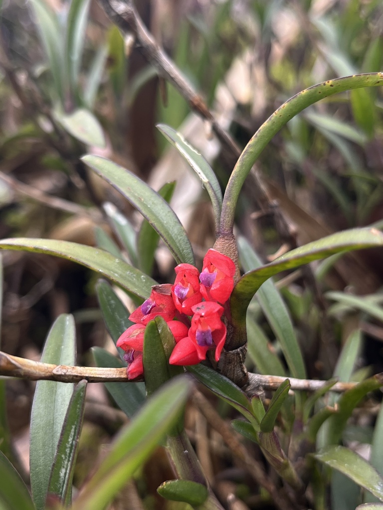 Maxillaria ruberrima