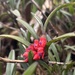 Maxillaria ruberrima - Photo (c) Nicolás Baresch Uribe, osa oikeuksista pidätetään (CC BY), lähettänyt Nicolás Baresch Uribe