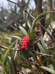 Maxillaria ruberrima, photograph Nicolás Baresch Uribe, CC BY, iNaturalist via GBIF