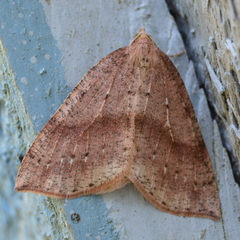 Thallophaga hyperborea