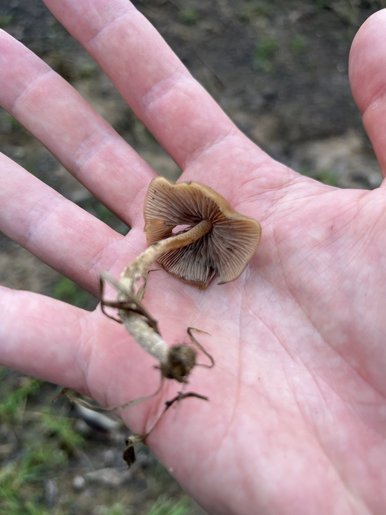 Psilocybe zapotecorum · November 2023 · photo: © nbareschu (iNaturalist, cc-by)