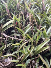 Maxillaria ruberrima, photograph Nicolás Baresch Uribe, CC BY, iNaturalist via GBIF