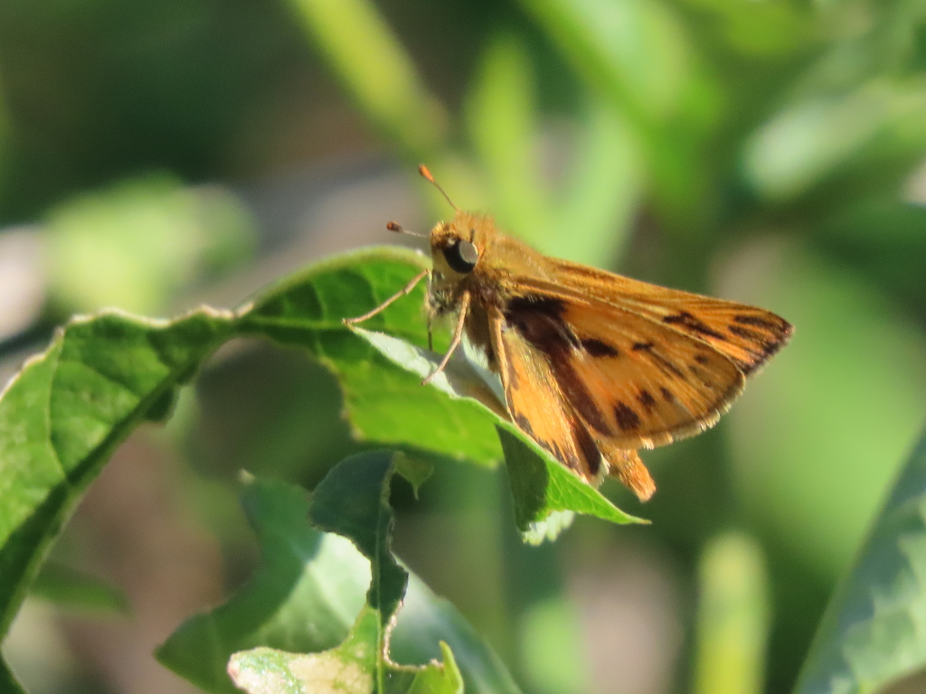 Fiery Skipper from Mineola Nature Preserve, Mineola, TX 75773, USA on ...