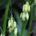 Giant Solomon's Seal - Photo (c) BlueRidgeKitties, some rights reserved (CC BY-NC-SA)