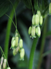 Giant Solomon's Seal - Photo (c) BlueRidgeKitties, some rights reserved (CC BY-NC-SA)