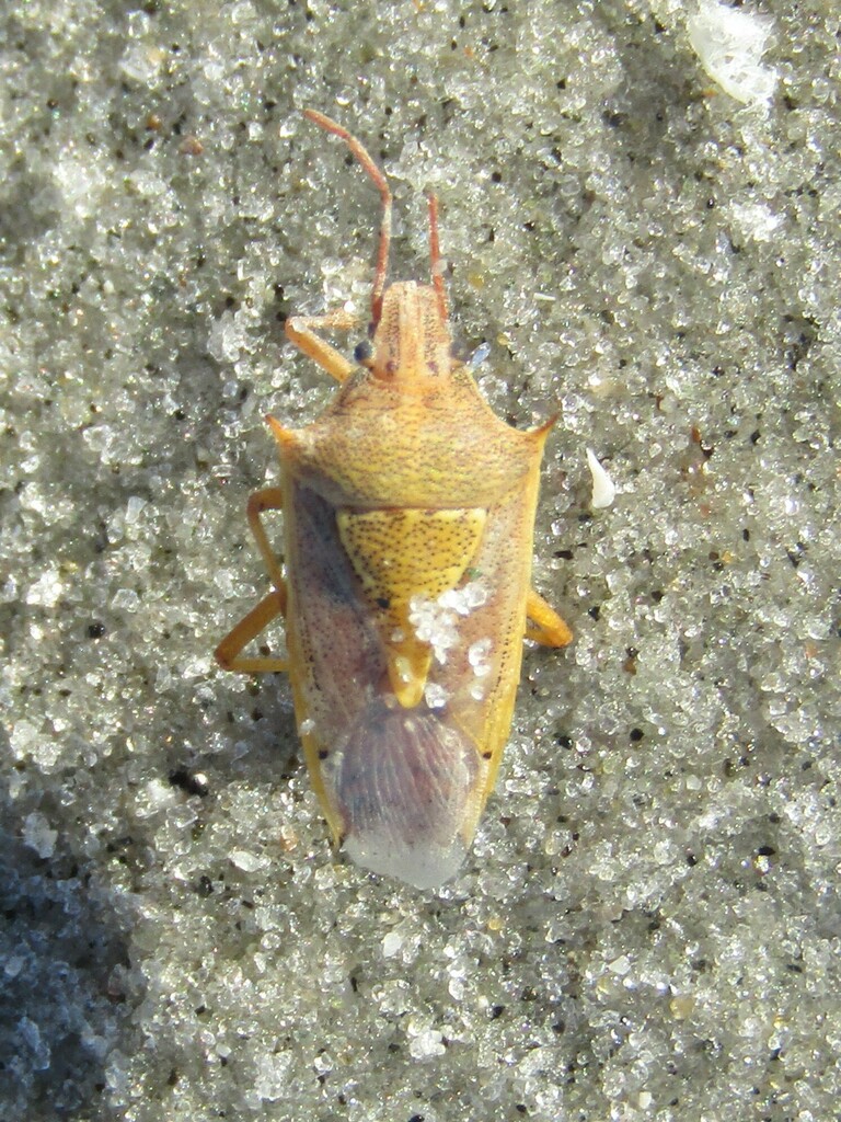 Rice Stink Bug from Myrtle Beach, SC, USA on November 5, 2023 at 0438