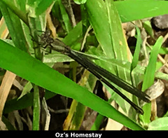 Argia translata