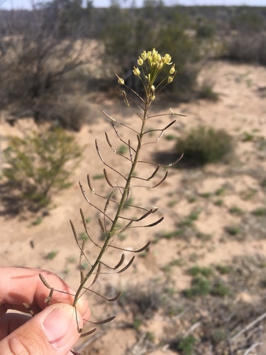 Descurainia pinnata ssp. ochroleuca
