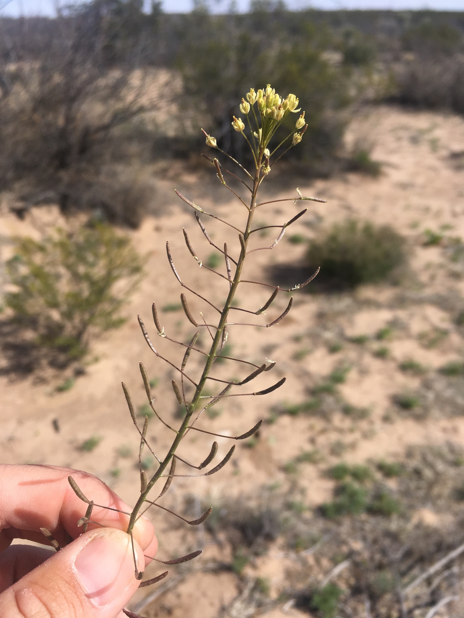 Descurainia pinnata ssp. ochroleuca