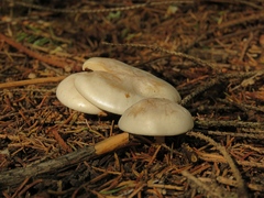 Clitocybe phyllophila