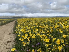 Monolopia lanceolata