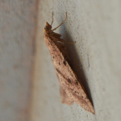 Thallophaga hyperborea