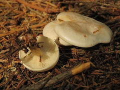 Clitocybe phyllophila