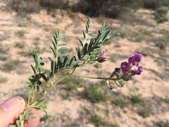 Astragalus allochrous