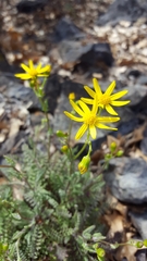 Packera millelobata