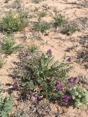 Astragalus allochrous