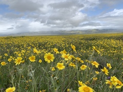 Monolopia lanceolata