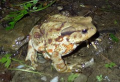 Bufo bufo