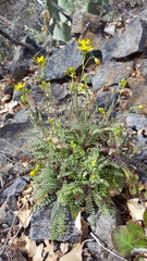 Packera millelobata