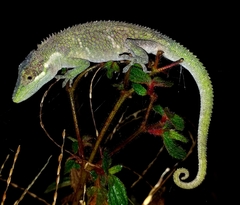 Quimbaya Anole photo 5