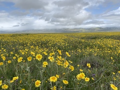 Monolopia lanceolata