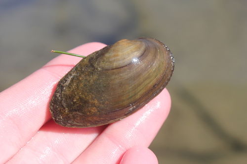 Anodontoides ferussacianus